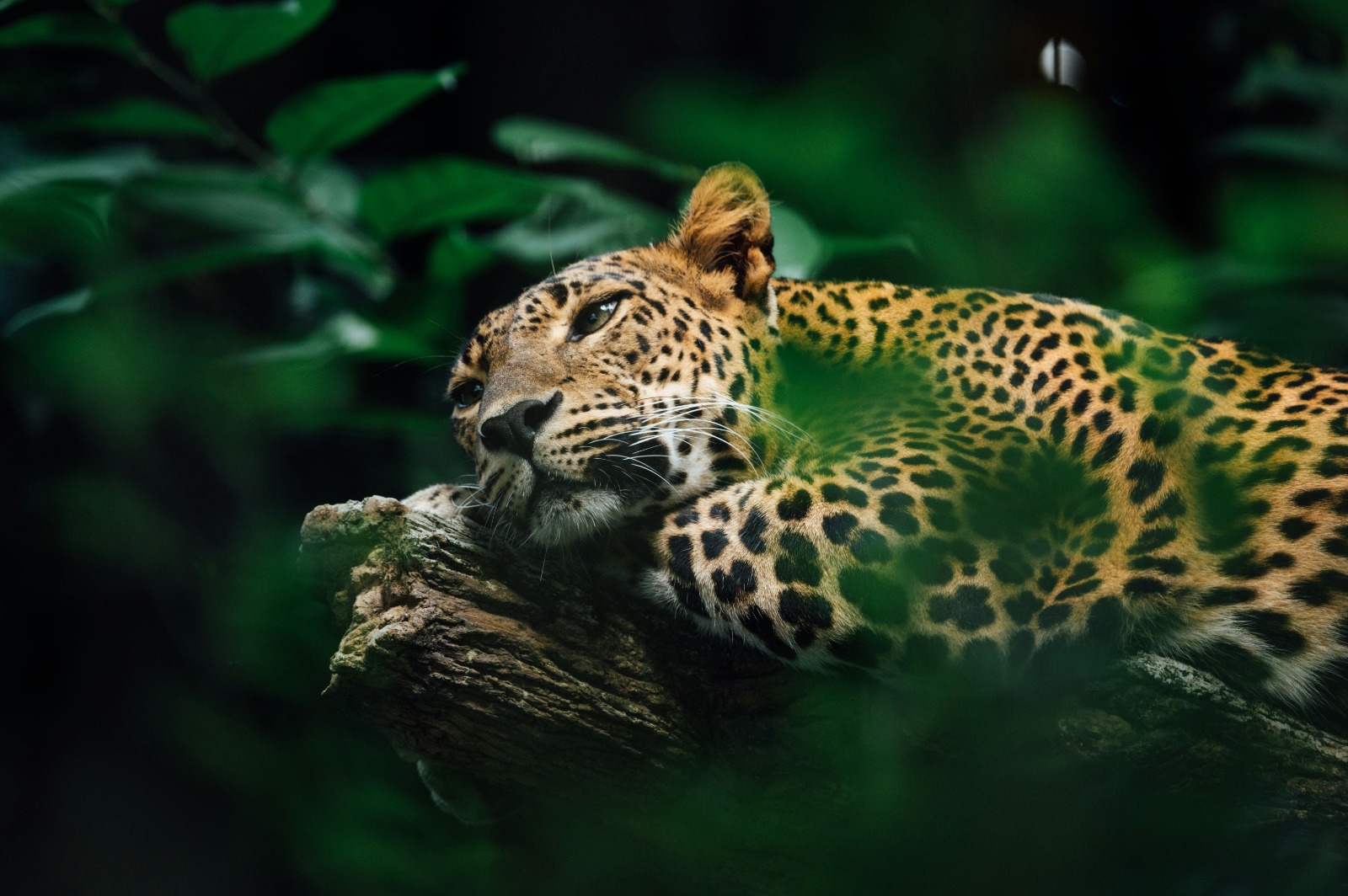Sri Lanka Leopard